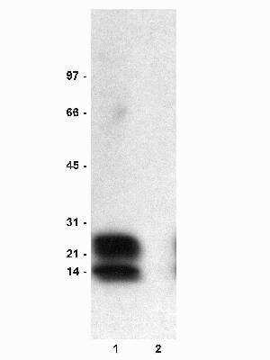 Western Blot: Phospholamban [p Ser16] Antibody [NB600-1186]